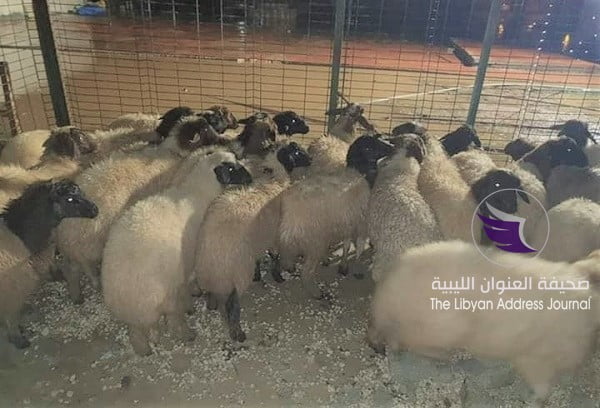 القوات المسلحة ترسل دعما لإدارة البحث الجنائي في درنة - 49517023 836433626696830 7806002614079848448 n
