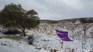 بالصور ..ليلة باردة تكسو الجبل الأخضر ببياض الثلج - 49525838 307312313231971 7555557186944892928 n