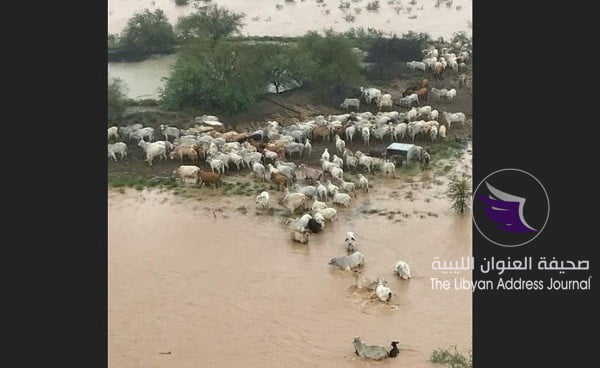 أستراليا تتوقع نفوق مئات الآلاف من رؤوس الماشية بسبب الفيضانات - New ببببببببببImage