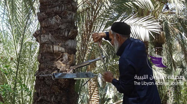 الزراعة ببنغازي تقيم ورشة عمل حول سوسة النخيل الحمراء - 56604991 1160948330760280 3003607708269019136 n