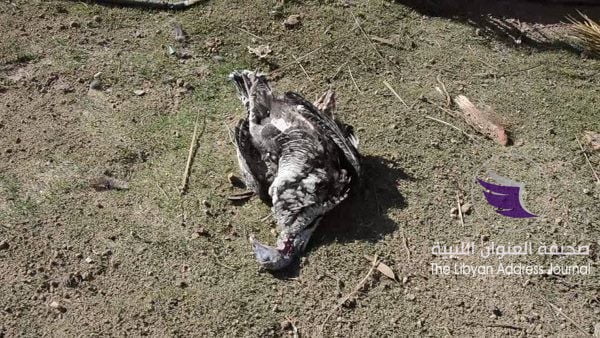 طيران الوفاق يقصف متنزهًا في هون 8 طيران الوفاق يقصف متنزهًا في هون - 57111743 10158326664704428 7163248886943842304 n 600x338