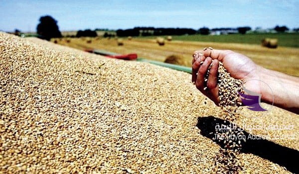 غرفة التجارة والصناعة والزراعة بنغازي: ليبيا تهمل زراعة القمح وتستورده!! -