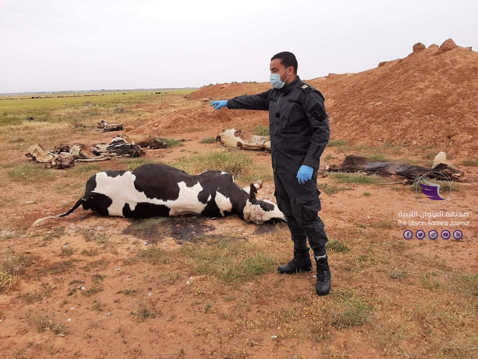 نفوق عدد من الأبقار قرب "خزان الطلحية" في بنغازي - 90941246 2778617122257702 4412213035528093696 n
