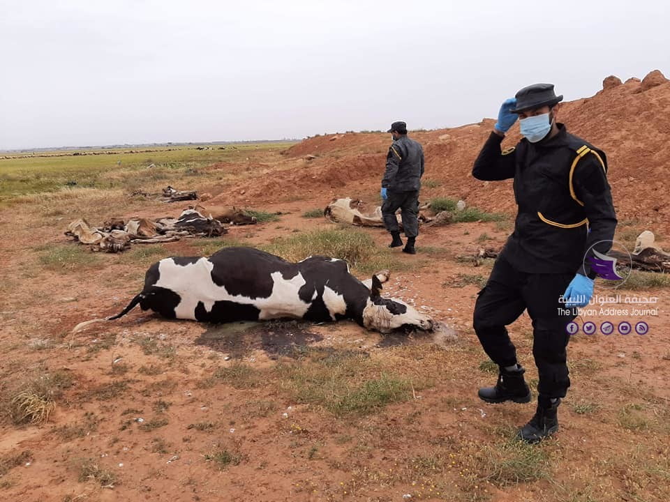 نفوق عدد من الأبقار قرب "خزان الطلحية" في بنغازي - 91401268 2778617338924347 2472348918365552640 n