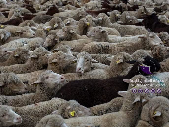 سفينتا شحن محملتين بـ 8 آلاف رأس غنم وأكثر من 22 ألف طن حبوب شعير تصلان ميناء بنغازي   - 96145804 2627054214244146 3957437859295657984 n