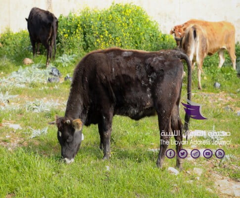 احتجاز أبقار مُهملة في بلدية البيضاء - EsRNicvWMAMc1Qf 5 1