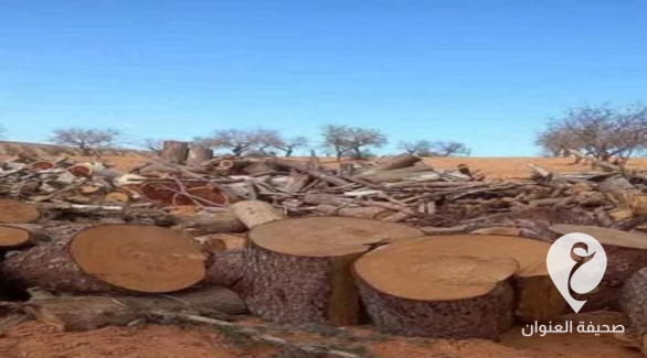 جمعية الحياة البرية توجه بخصوص قطع أشجار عمرها أكثر من 100 سنة في ترهونة - 264766351 305600114906197 7041746029887057269 n 2