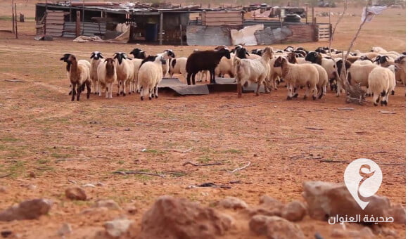 الصحة الحيوانية: انتشار أمراض تحملها الحيوانات المهربة من الجنوب وتسجل لأول مرة في ليبيا  - مشروع جديد 6 1