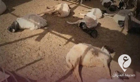 تحذير من تفشي الحمى القلاعية في جادو - 431766014 430620026020047 4907438786061896894 n