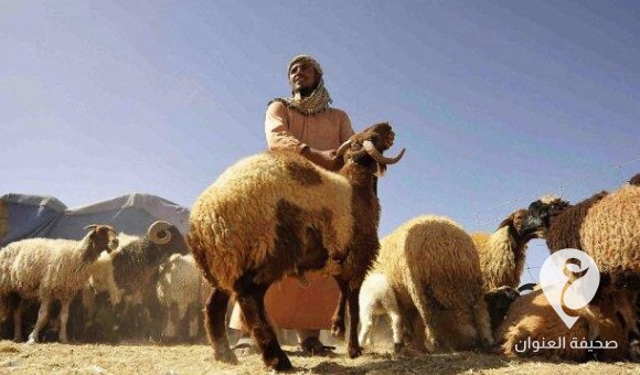 بشرط وجود شهادة صحية.. حكومة حمّاد ترفع حظر نقل المواشي بين البلديات