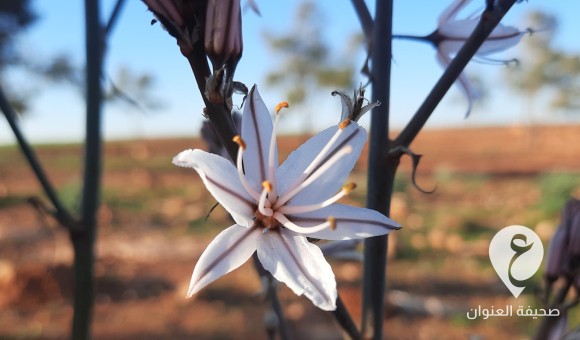 الأرصاد: أمطار متوقعة على الجبل الأخضر - PSDالعنوان 8