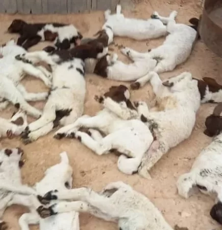 مختار الجديد: الموت يلتهم ثروتنا الحيوانية وهم يتراقصون على أنغام وأوهام (عودة الحياة)  - الحمى القلاعية تهدد الثروة الحيوانية في ليبيا