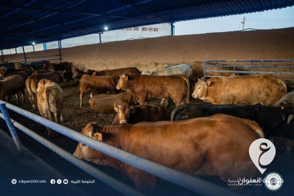 الحكومة الليبية: توزيع الدفعة الجديدة من لحوم الأغنام والأبقار القادمة من إسبانيا  - 441958780 431222576208840 2206139109009272745 n