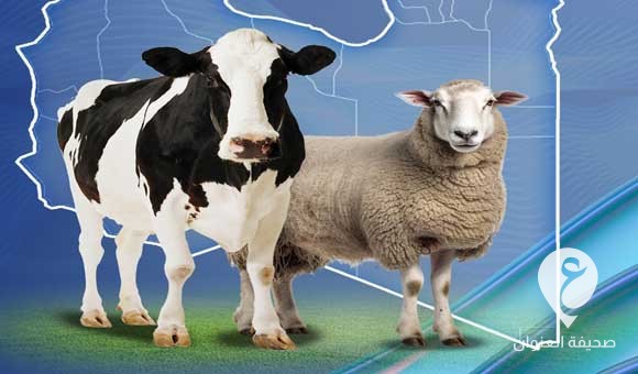 الحكومة الليبية تواصل توزيع لحوم المواشي المستوردة بالسعر المدعوم - PSD العنوان 15