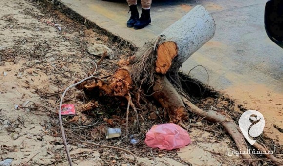 الشرطة الزراعية: قطع وقلع أشجار الزينة المحاذية للطريق داخل بلدية طرابلس مخالف للقانون 1 الشرطة الزراعية: قطع وقلع أشجار الزينة المحاذية للطريق داخل بلدية طرابلس مخالف للقانون