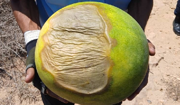 توكرة: إعدام شحنة "دلاع" قادمة من مصر لعدم صلاحيتها