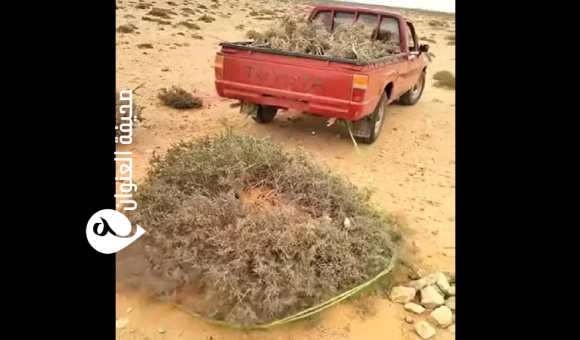 مركز البحوث الزراعية يحذر من حصاد عشوائي لنبات الشيح - psd elen11wa22n