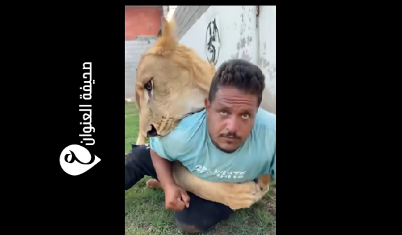 النيابة العامة تحقق في واقعة استعراض أسد لترهيب مواطنين