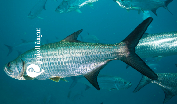 مدير المشروع الوطني للزراعة المائية: تحديات كبيرة تعيق تطوير الزراعة السمكية 2 مدير المشروع الوطني للزراعة المائية: تحديات كبيرة تعيق تطوير الزراعة السمكية - psd elenwan 2025 10 28T134716.608