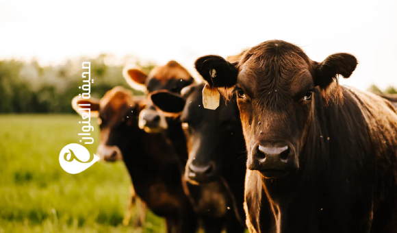 الصحة الحيوانية تطالب بالدعم وسط أنباء نفوق أبقار بالجبل الأخضر 1 الصحة الحيوانية تطالب بالدعم وسط أنباء نفوق أبقار بالجبل الأخضر - psd elenwan 2025 10 29T104848.775