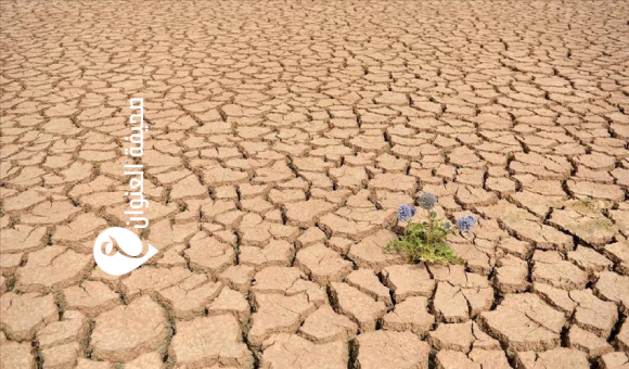 الأرصاد: ليبيا تدخل موجة جفاف غير مسبوقة منذ 120 عامًا  - psd elenwan 2025 11 21T205531.155