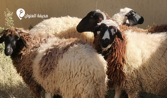 أمن صبراتة يضبط ثلاثة متهمين بسرقة خمسة رؤوس أغنام 3 أمن صبراتة يضبط ثلاثة متهمين بسرقة خمسة رؤوس أغنام - psd elenwan 1 26