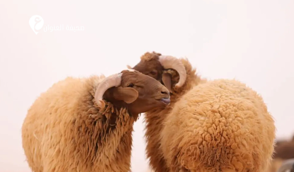 مسؤول: الثروة الحيوانية في الجبل الأخضر انخفضت إلى النصف - psd elenwan 2026 02 02T140632.862