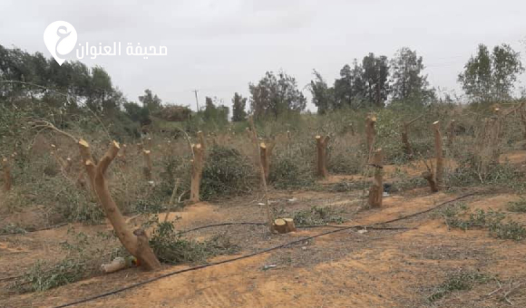 الشرطة الزراعية: قص جائر يطال أشجار الزيتون بمشروع ترهونة الزراعي - psd elenwan 2026 03 10T154213.152