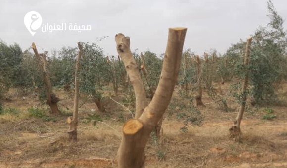الشرطة الزراعية: قص جائر يطال أشجار الزيتون بمشروع ترهونة الزراعي - psd elenwan 2026 03 10T154238.527