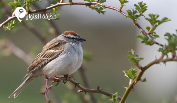 طائر الدوري.. هل اختفى داخل المدن الليبية؟ - psd elenwan 2026 03 21T152325.534