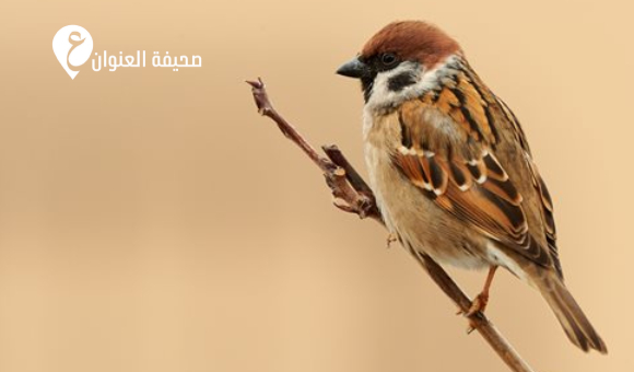 طائر الدوري.. هل اختفى داخل المدن الليبية؟ - psd elenwan 2026 03 21T152516.026