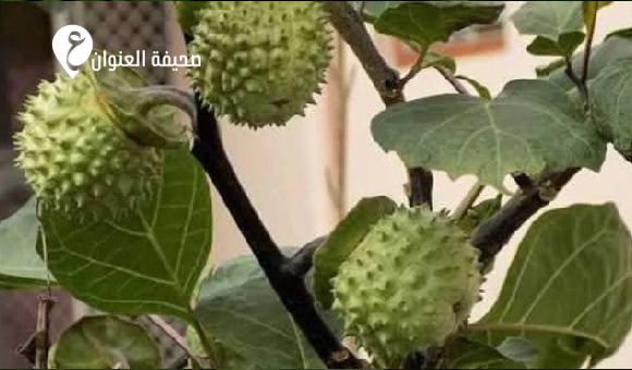 تحذير من نبات «الداتورا» السام في ليبيا - psd elenwan 52
