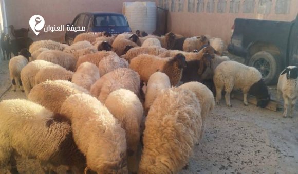 البحث الجنائي بدرنة يضبط تشكيلًا عصابيًا متورطًا في سرقة أغنام