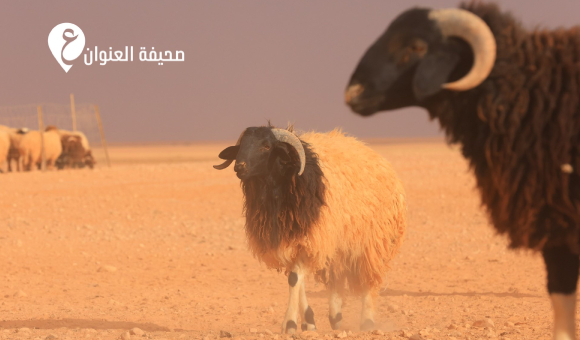 التسمم الدموي يهدد مواشي الجبل الأخضر - psd elenwan 2026 04 13T104943.704