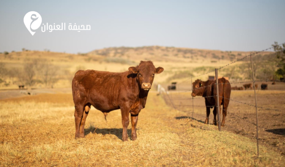 الشرطة الزراعية تشدد على فحص الأبقار قبل طرحها في الأسواق - psd elenwan 2026 04 25T133836.463