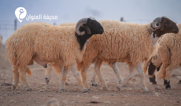 منع بيع الأضاحي داخل الأحياء السكنية في بنغازي - psd elenwan 2026 05 18T130612.400