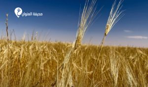 انطلاق الحصاد بمشروع برجوج الزراعي - psd elenwan 3 19