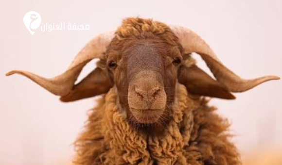 نقيب البياطرة بالمرج يحذّر من انتشار الحمى القلاعية - psd elenwan 2026 07 08T141939.914