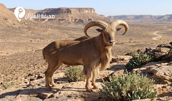 منظمة البراري: استمرار صيد (الودان) يهدد التوازن البيئي والقانون يجرمه - psd elenwan 2026 08 03T225515.711